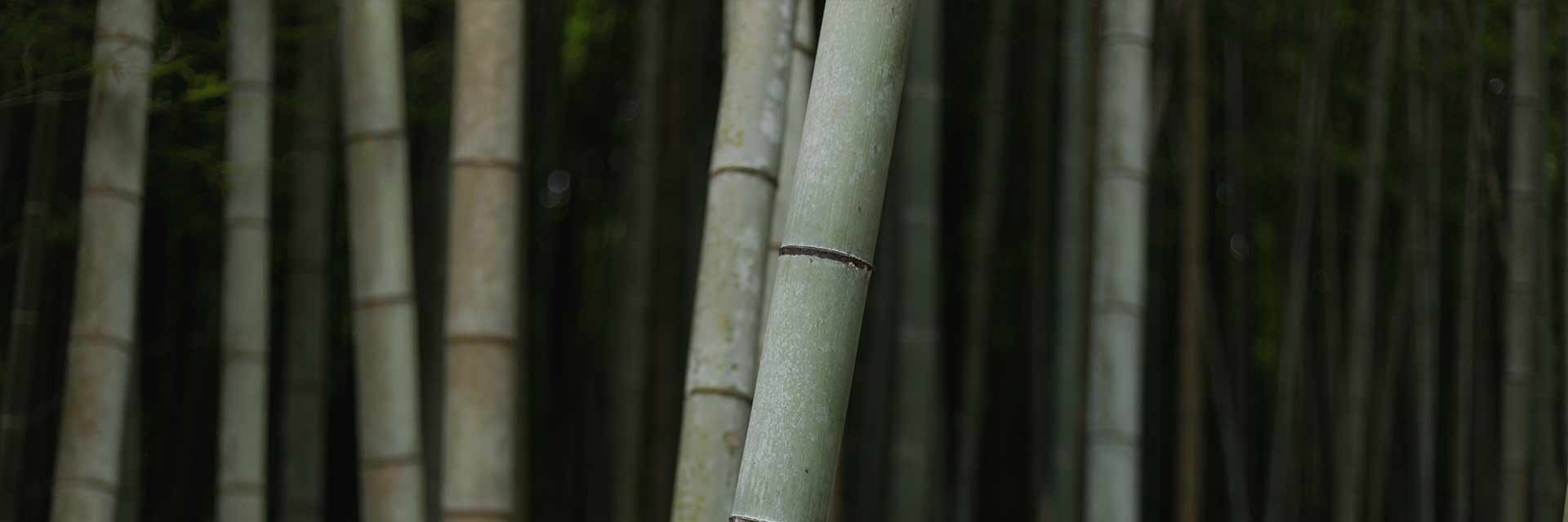 A close up of some bamboo trees in the forest